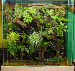 Transform your aquarium into a terrarium